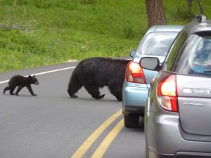 Black bear 2