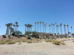 Desert palms!