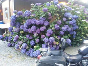 Hydrangea bush