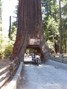 The celebrated drive-through redwood ($5 to drive through, altogether a humiliation for man and tree)