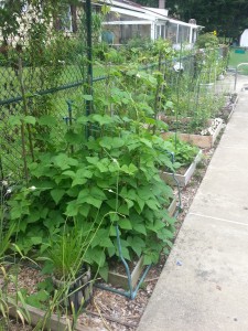 Part of Claire's fine veg garden