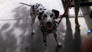 Dalmatian