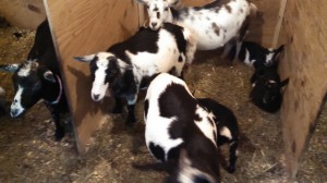 Dwarf goats in their barn