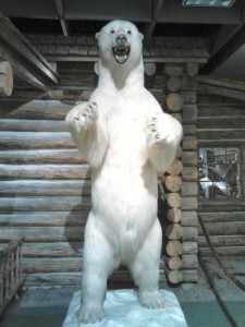 Albino grizzer in Cody, Wyoming's Museum of the West