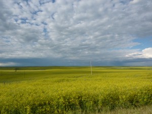 Heaven is a prairie after rain