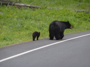 Yellowstone bears