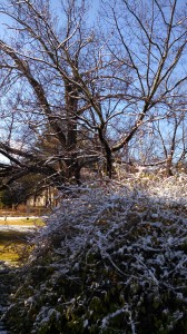 Snowy garden